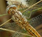 Particolari di prima mattina Particolari di prima mattina