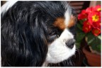 Tobia e i fiori Tobia e i fiori