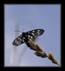 da noi sono preti da noi sono preti