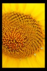 Girasole Girasole