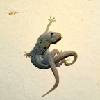 Geki in amore Geki in amore