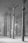 Neve a Gerusalemme Neve a Gerusalemme