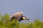 Nitticora in volo Nitticora in volo