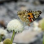 ancora lei ancora lei