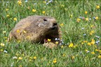 Marmotta Marmotta