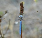 Libellula azzurra in kit di montaggio Libellula azzurra in kit di montaggio