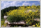 Flora Alpina