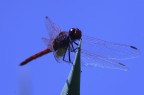 red libellula