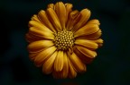 Oro Scuro