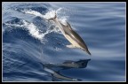Delfino ad Alonissos Delfino ad Alonissos