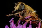 Impollinata Impollinata