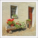 Fiori al sole Fiori al sole