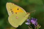 Colias in primo piano Colias in primo piano