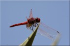 libellula in veste rossa passione
