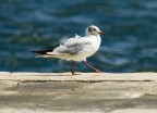 gabbiano a passeggio gabbiano a passeggio
