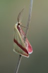 Rhodometra sacraria Rhodometra sacraria