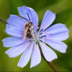 Come dormo bene sul radicchio! Come dormo bene sul radicchio!