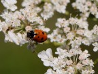 coccinella coccinella