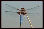 Libellula Depressa Libellula Depressa
