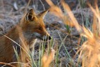 vulpes padana vulpes padana