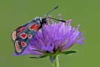 Zygaena carniolica Zygaena carniolica