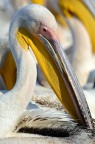Ritratto di Pellicano Ritratto di Pellicano