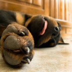 Sproporzionata Sproporzionata