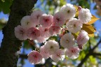 Ciliegio da fiore in primavera