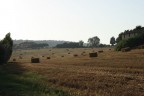 campi di grano campi di grano