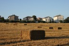campo di grano campo di grano