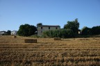 campo di grano campo di grano