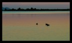 Sera sul Massaciuccoli Sera sul Massaciuccoli