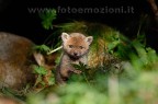 Piccolo di Volpe o Orsacchiotto..... Piccolo di Volpe o Orsacchiotto.....