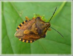 BUGS dorsale det.. BUGS dorsale det..