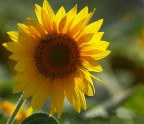girasole girasole