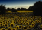 ....campo di girasoli!!! ....campo di girasoli!!!