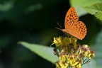 Argynnis Paphia Argynnis Paphia