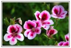 Flowers Flowers