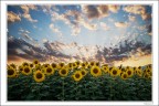 Girasoli al tramonto Girasoli al tramonto
