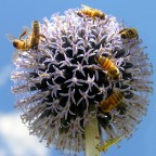 Il ritrovo Il ritrovo