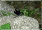 Libellula Libellula