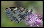 Melanargia Galathea Melanargia Galathea
