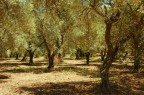 Uliveto assolato Uliveto assolato