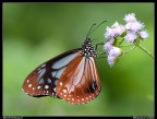 Dall'ultimo viaggio di lavoro in Malesia... questa splendida farfalla (della famiglia dei Ninfalidi) chiamata Chocolate Tiger.

Olympus E510 + ZD70-300