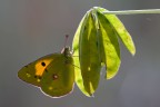 Colias crocea Colias crocea