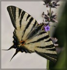 Podalirio (prova) Podalirio (prova)