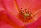 rosa rosa