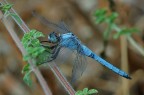 Libellula blu Libellula blu