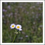 Margherita di campo Margherita di campo