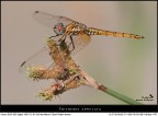 Trithemis annulata - Maschio Immaturo Trithemis annulata - Maschio Immaturo
